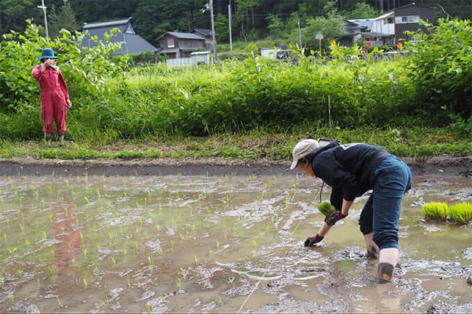 田植えをする真野さん